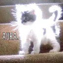 THE AURA discord icon