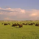 Open prairies
