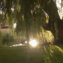 Where the Willow Tree Grows | 18+