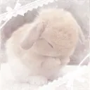 ꒰⸝⸝𓂃bunny ┆burrow 𓂃⸝⸝꒱