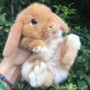 𐔌՞. .՞𐦯bunnibunni