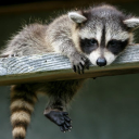 Trash Panda Café