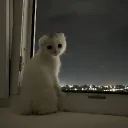 ᰍ ₊ ˚ пушистый рай°  . ༢