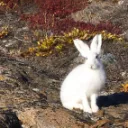 Hare Services
