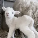 ish