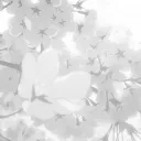 ⌗ㆍ🦢 ノ𝓢ᴇʀᴀᴘʜɪᴍ 𝓢ᴋɪᴇs 🪽 Discord server icon