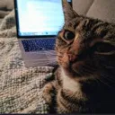 VibeCoding | KittyCode
