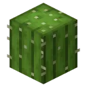 Cactus smp