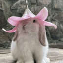 /fawning ִֶ🐇་༘ #deco