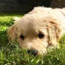 Puppy Garden