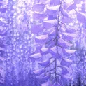 °˖Ｗｉｓｔｅｒｉａ˖°