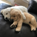 puppy looking