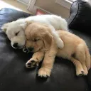 puppy looking