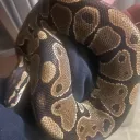 Thalassa Library