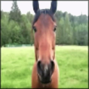 Horses freezer