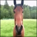 Horses freezer