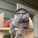 Velli