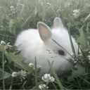 Bunny claaan