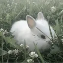 Bunny claaan