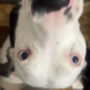 ૮꒰っ˕ -｡꒱ა　doggo　🌙　𓂃　ethereαl　◌　whispers　◌　reveries　◌　decor