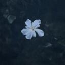 A flower