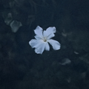 A flower