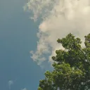 The Treehouse