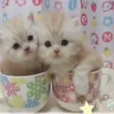 𑣲KittyCityᝰ.ᐟ