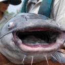 Catfish Paradise