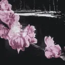 ᴀᴄᴀᴅᴇᴍɪᴀ ɪʀɪᴅɪꜱᴄᴇɴᴛᴀ 𑣲⋆｡˚