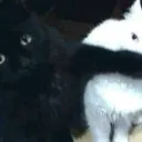 baci