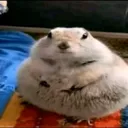 ℂ𝕙𝕦𝕕 𝕃𝕒𝕟𝕕