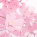 ୭₊˚🎀 Sweet Sakura Srv ✿ ·˚ ₊