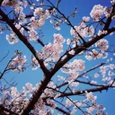 ⋆.ೃ࿔🌸*:･help group