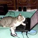 gaming kitty