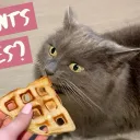 waffle cat