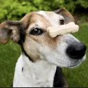 DWP - Dog With Patience