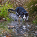 🐚 ` 𝑷ristine Riverclan