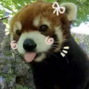 ✿ redpanda reserves ✿