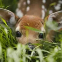 🌺🦌Deer Haven🦌🌺