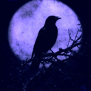 𓆩ℭ𝔬𝔯𝔳𝔲𝔰 𝔎𝔢𝔢𝔭𓆪