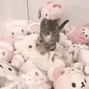 ᘏ⑅ᣟᕬ　ノmewki𑄝　♡　s𑄝cial　𓈒   d̲ʝ2ɭ   ܲ꒰͜͡♡͜͡꒱