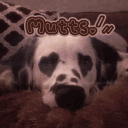 [+18]Mutts .ᐟ⸝⸝