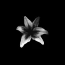 ❀ 𝔗𝔥𝔢 𝔅𝔩𝔞𝔠𝔨 𝔒𝔯𝔠𝔥𝔞𝔯𝔡 ❀
