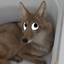 Running Cytoes