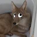 Running Cytoes