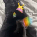 🐾.·:*¨fuzzys¨*:·.🐾