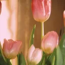 The Flower Bloomin🌷's
