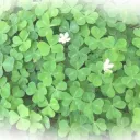 Clover Garden