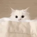 \Kitty • Realmᓚᘏᗢ